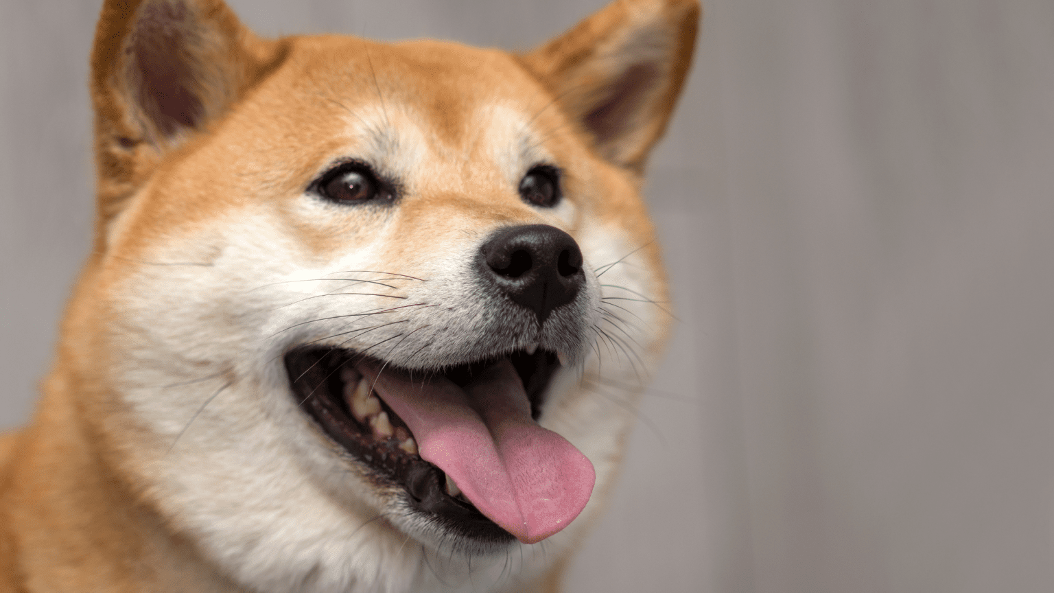 Shiba Inu Whale Made $2 Billion – Read Now